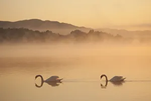 Two Mute swans (Cygnus olor) on River Spey at dawn, Cairngorms National Park, Scotland Two Mute swans (Cygnus olor) on River Spey at dawn, Cairngorms National Park, Scotland