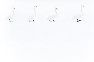 Four Mute swans (Cygnus olor) walking over snow, Hazerswoude, The Netherlands, February Four Mute swans (Cygnus olor) walking over snow, Hazerswoude, The Netherlands, February