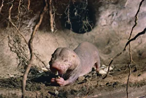 Naked mole rat feeding {Heterocephalus glaber} Kenya, East Africa Naked mole rat feeding {Heterocephalus glaber} Kenya, East Africa
