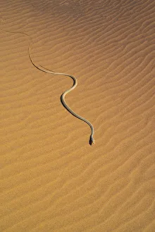 Namib sand snake (Psammophis namibensis) in sand dunes, Swakopmund, Erongo Region, Namibia Namib sand snake (Psammophis namibensis) in sand dunes, Swakopmund, Erongo Region, Namibia