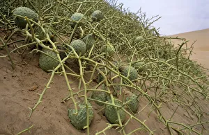 Nara melon fruit {Acanthosicyos horridus} on sand dunes, Namibia