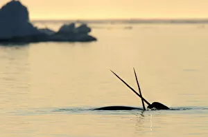 Images Dated 8th April 2009: Narwhal (Monodon monoceros) crossing tusks above water surface. Baffin Island, Nunavut