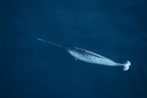 Images Dated 7th February 2011: Narwhal (Monodon monoceros) swimming near the surface, seen from the air. Pond Inlet