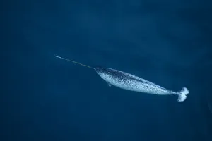 Narwhal (Monodon monoceros) swimming near the surface, seen from the air. Pond Inlet Narwhal (Monodon monoceros) swimming near the surface, seen from the air. Pond Inlet