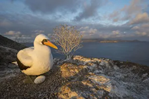 Nazca booby (Sula granti) at nest with egg. Overlooking sea, Gardner Islet, Floreana Island Nazca booby (Sula granti) at nest with egg. Overlooking sea, Gardner Islet, Floreana Island