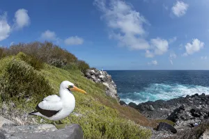 Nazca booby (Sula granti) standing on rock at coast. Punta Suarez, Espanola Island Nazca booby (Sula granti) standing on rock at coast. Punta Suarez, Espanola Island