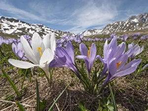 Neapolitan crocus (Crocus neapolitanus) in bloom after the snow melt, high in the Apennines, Campo Imperatore, Abruzzo Neapolitan crocus (Crocus neapolitanus) in bloom after the snow melt, high in the Apennines, Campo Imperatore, Abruzzo
