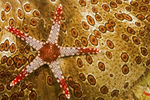 Abstracts Gallery: Necklace seastar (Fromia monilis) on Sea cucumber (Bohadaschia argus) Yap, Micronesia