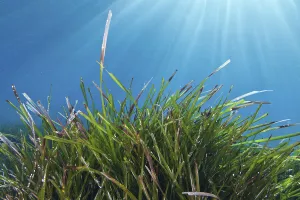 Neptune seagrass (Posidonia oceanica) meadow, Samaria National Park, Chania, Crete Neptune seagrass (Posidonia oceanica) meadow, Samaria National Park, Chania, Crete