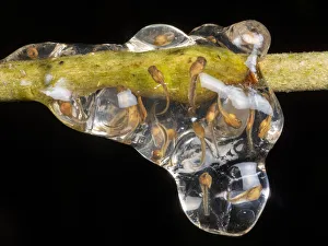 Nest of Crump's treefrog (Dendropsophus brevifrons) Nest of Crump's treefrog (Dendropsophus brevifrons)