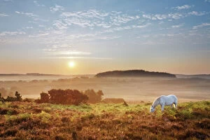 Pony Collection: New Forest pony grazing on Latchmore Bottom at dawn, view from Dorridge Hill, The