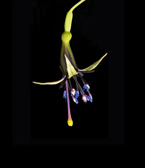 New Zealand tree fuchsia (Fuchsia excorticata) with blue pollen and yellow tipped stigma New Zealand tree fuchsia (Fuchsia excorticata) with blue pollen and yellow tipped stigma