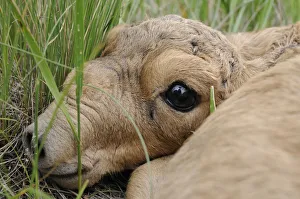 Newborn Saiga antelope (Saiga tatarica) lying in grass, Cherniye Zemli (Black Earth Newborn Saiga antelope (Saiga tatarica) lying in grass, Cherniye Zemli (Black Earth
