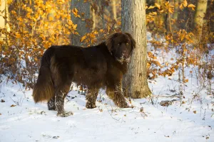 Newfoundland dog, male standing in snow. Killingworth, Connecticut, USA Newfoundland dog, male standing in snow. Killingworth, Connecticut, USA