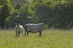 Two newly clipped Domesitc sheep grazing in pasture at RSPBs Hope Farm, Cambridgeshire Two newly clipped Domesitc sheep grazing in pasture at RSPBs Hope Farm, Cambridgeshire