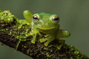 Biodiversity Hotspot Gallery: Nicaraguan giant glass frog (Espadarana prosoblepon) La Selva Field Station, Costa Rica