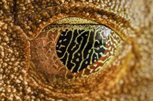 Nictitating membrane covering eye of Map Treefrog (Hypsiboas geographicus) Nictitating membrane covering eye of Map Treefrog (Hypsiboas geographicus)