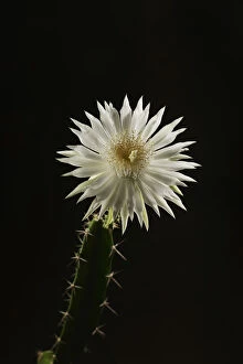 Caryophyllales Gallery: Night-blooming cereus cactus (Acanthocereus tetragonus), flower bud opening at night, Texas, USA