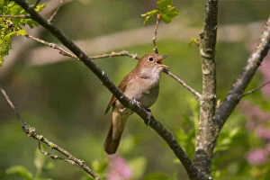 Chat Thrush Gallery: Nightingale (Luscinia megarhynchos ) singing, Germany, April