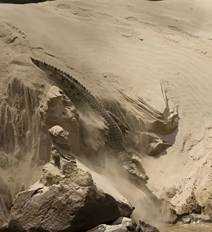 Nile crocodile (Crocodylus niloticus) making its way through sand to the Rufiji River Nile crocodile (Crocodylus niloticus) making its way through sand to the Rufiji River