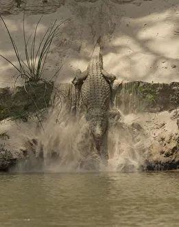 Nile crocodile (Crocodylus niloticus) making its way down sand bank into to the Rufiji Nile crocodile (Crocodylus niloticus) making its way down sand bank into to the Rufiji