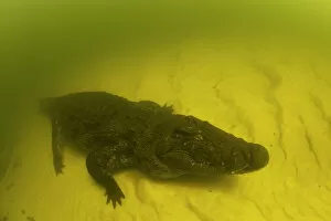Riverbed Gallery: Nile crocodile (Crocodylus niloticus) on the river bed, Okavango River, Okavango Delta, Botswana