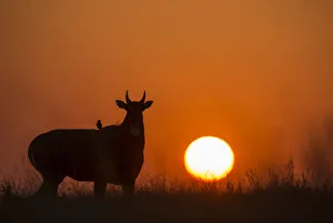 Nilgai or Blue bull (Boselaphus tragocamelus), silhouette of male at sunset, with Nilgai or Blue bull (Boselaphus tragocamelus), silhouette of male at sunset, with