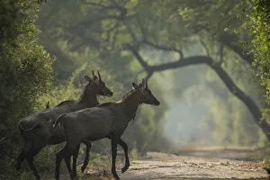 Nilgai (Boselaphus tragocamelus) young bulls, Keoladeo / Bharatpur National Park Nilgai (Boselaphus tragocamelus) young bulls, Keoladeo / Bharatpur National Park