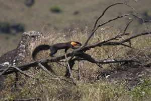 Nilgiri marten (Martes gwatkinsii) walking on a fallen branch in Mukurthi National Park Nilgiri marten (Martes gwatkinsii) walking on a fallen branch in Mukurthi National Park