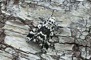 Noctuiid moth (Panthea coenobita) resting on bark. Ostretin, Pardubice, Czech Republic Noctuiid moth (Panthea coenobita) resting on bark. Ostretin, Pardubice, Czech Republic