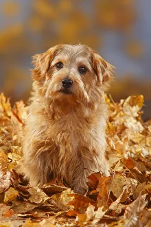 Norfolk Terrier portrait sitting in autumn foliage Norfolk Terrier portrait sitting in autumn foliage