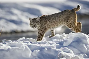 Lynx Gallery: North American Bobcat (Lynx rufus) stalking along Madison River. Yellowstone National Park