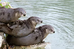 Three North American / Canadian Otters (Lutra canadensis) lying on each other by water Three North American / Canadian Otters (Lutra canadensis) lying on each other by water