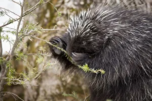 North American porcupine (Erethizon dorsatum), feeding on a young spruce tree North American porcupine (Erethizon dorsatum), feeding on a young spruce tree