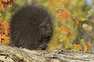 Images Dated 26th September 2010: North American porcupine (Erethizon dorsatum), captive, USA, September