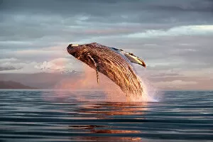 Breaches Gallery: North Pacific humpback whale (Megaptera novaeangliae kuzira) breaching at sunset, Kupreanof Island
