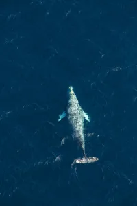 North Pacific right whale (Eubalaena japonica) swimming near surface, aerial view North Pacific right whale (Eubalaena japonica) swimming near surface, aerial view