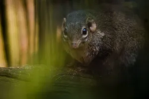 Northern / Belangers Tree Shrew (Tupaia belangeri) seen through leaves. Captive Northern / Belangers Tree Shrew (Tupaia belangeri) seen through leaves. Captive