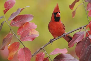 Images Dated 29th November 2008: Northern Cardinal (Cardinalis cardinalis) male perched on branch of Crape Myrtle