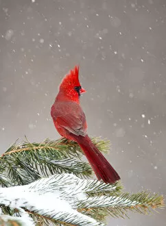 Northern Cardinal Gallery: Northern Cardinal (Cardinalis cardinalis) male perched on conifer during snowstorm
