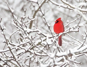 Northern Cardinal Gallery: Northern cardinal (Cardinalis cardinalis) male perched amid snow-covered branches