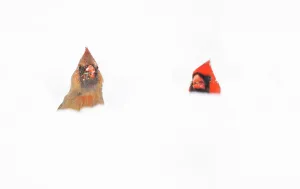 Northern Cardinals (Cardinalis cardinalis) male and female in the snow Northern Cardinals (Cardinalis cardinalis) male and female in the snow