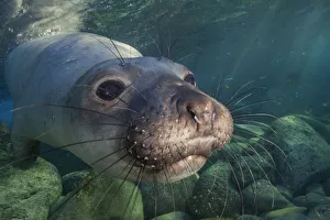 Northern elephant seal (Mirounga angustirostris) juvenile swimming Northern elephant seal (Mirounga angustirostris) juvenile swimming
