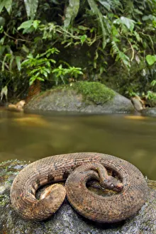 Northern eyelash boa (Trachyboa boulengeri) curled up on rock by stream, Canande Northern eyelash boa (Trachyboa boulengeri) curled up on rock by stream, Canande