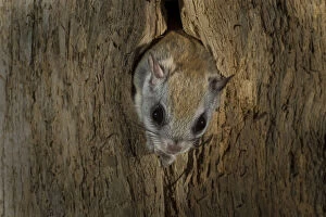 Images Dated 4th December 2014: Northern flying squirrel (Glaucomys sabrinus) in nest cavity, New Brunswick, Canada