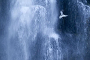 Images Dated 19th January 2013: Northern fulmar (Fulmarus glacialis) in flight against a waterfall, Iceland, January