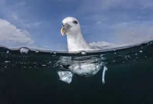 Northern fulmar (Fulmarus glacialis) floating on surface of open ocean, Falmouth, English Channel, Cornwall, UK Northern fulmar (Fulmarus glacialis) floating on surface of open ocean, Falmouth, English Channel, Cornwall, UK