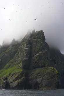 Images Dated 19th May 2009: Northern gannet (Morus bassanus) colony with low clouds over cliff top, St Kilda