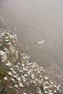 British Birds Gallery: Northern gannet (Morus bassanus) colony in mist, Hermaness, Shetland Isles, Scotland