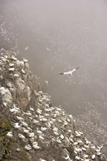 Northern gannet (Morus bassanus) colony in mist, Hermaness, Shetland Isles, Scotland Northern gannet (Morus bassanus) colony in mist, Hermaness, Shetland Isles, Scotland